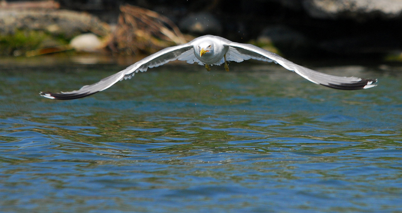 Volo radente