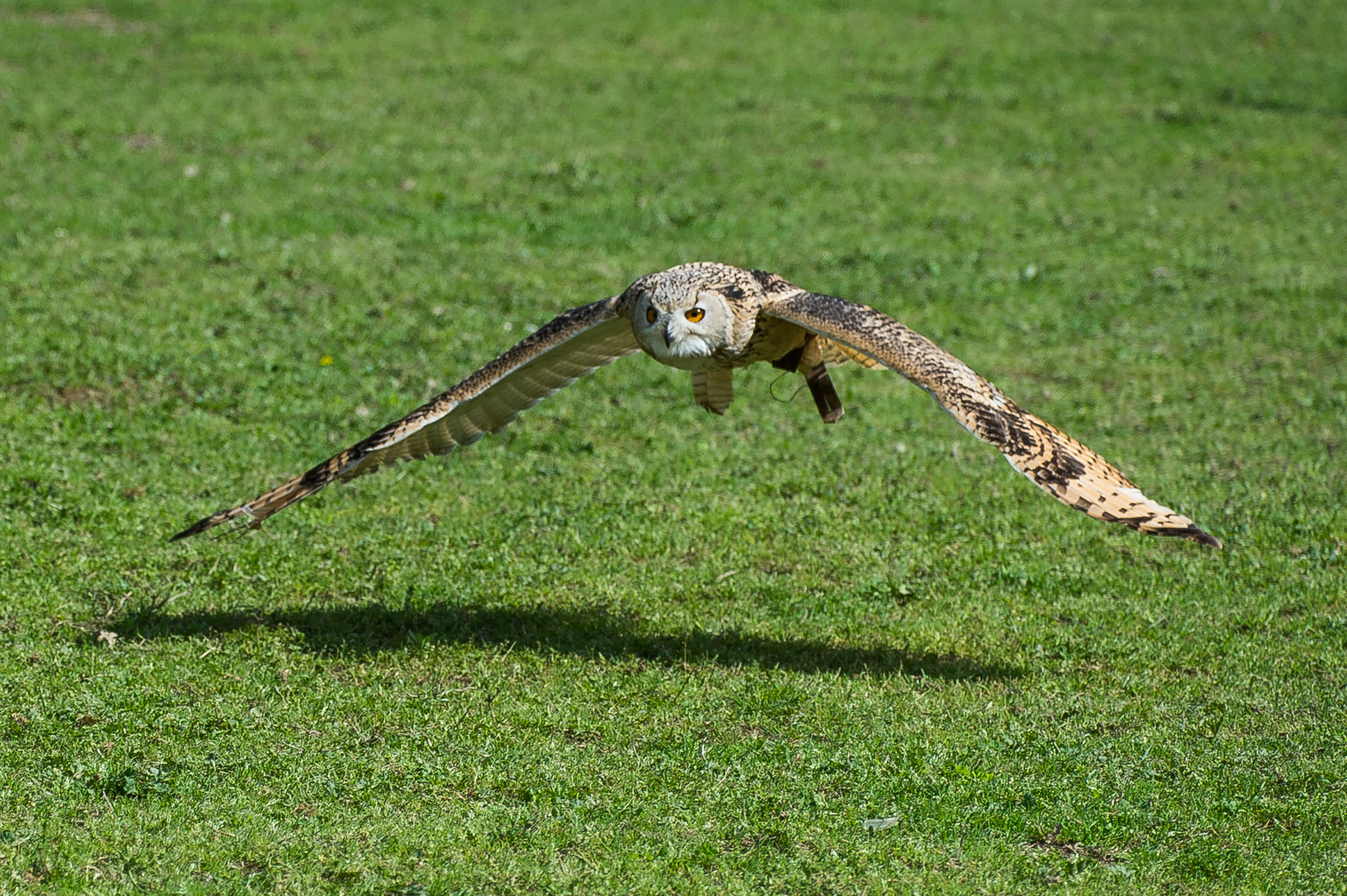 Volo radente