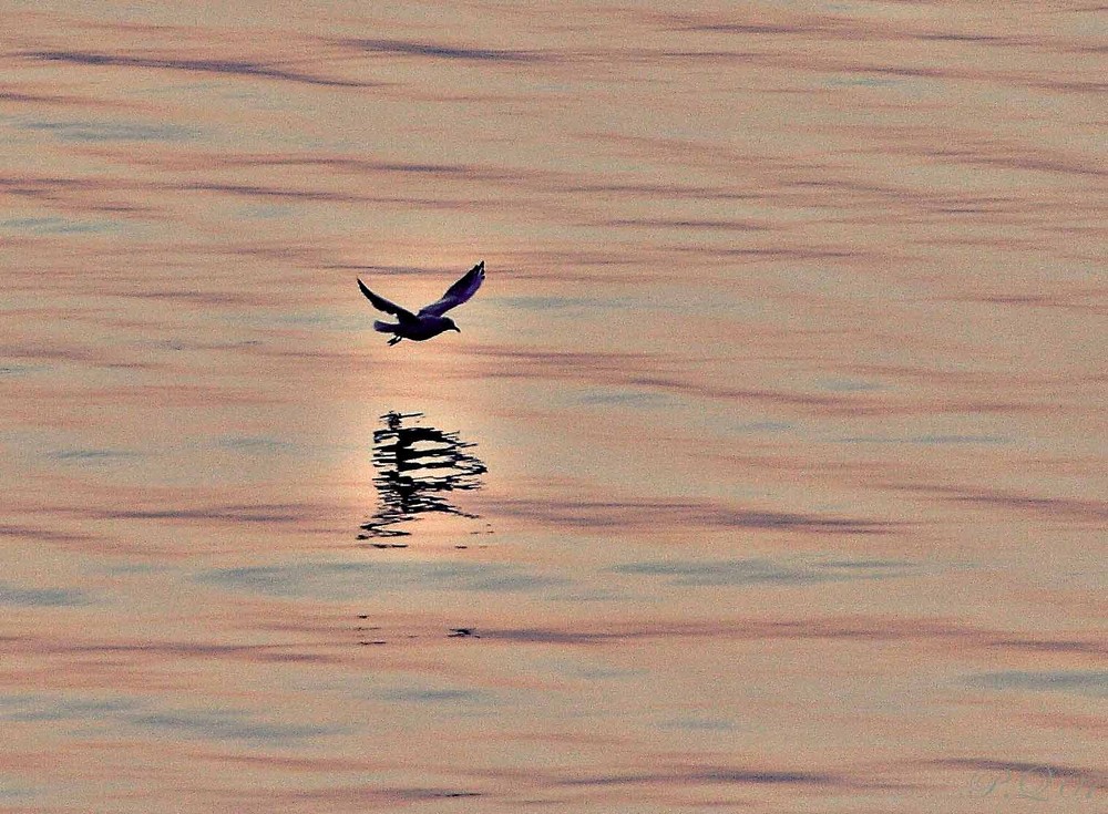 Volo radente sul lago