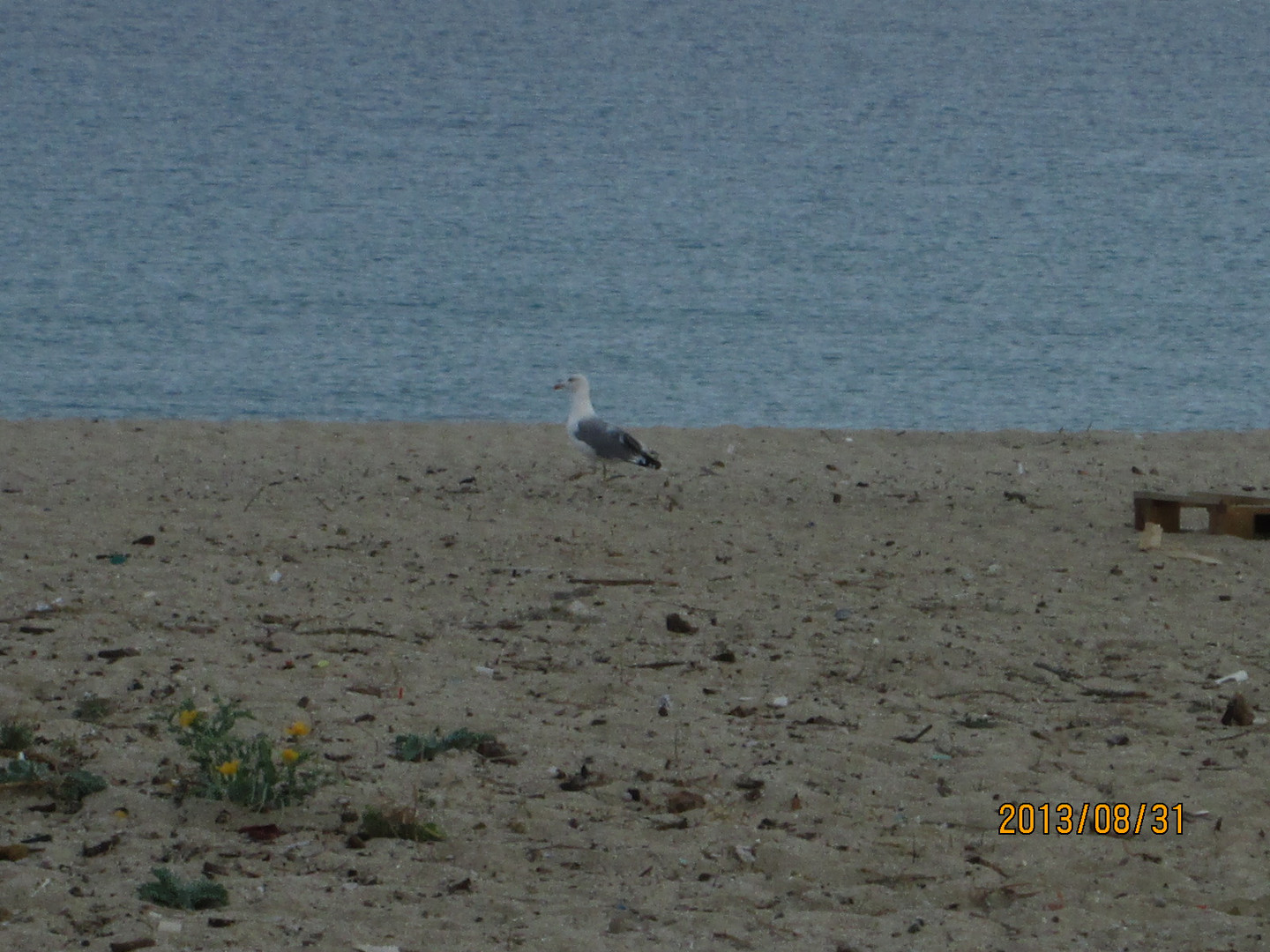 Volo Solitario