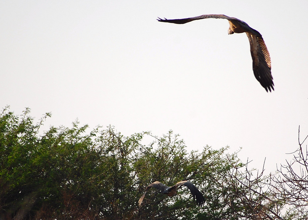 volo sulla savana