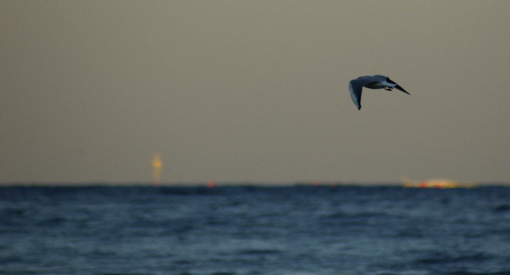 Volo via verso la libertà