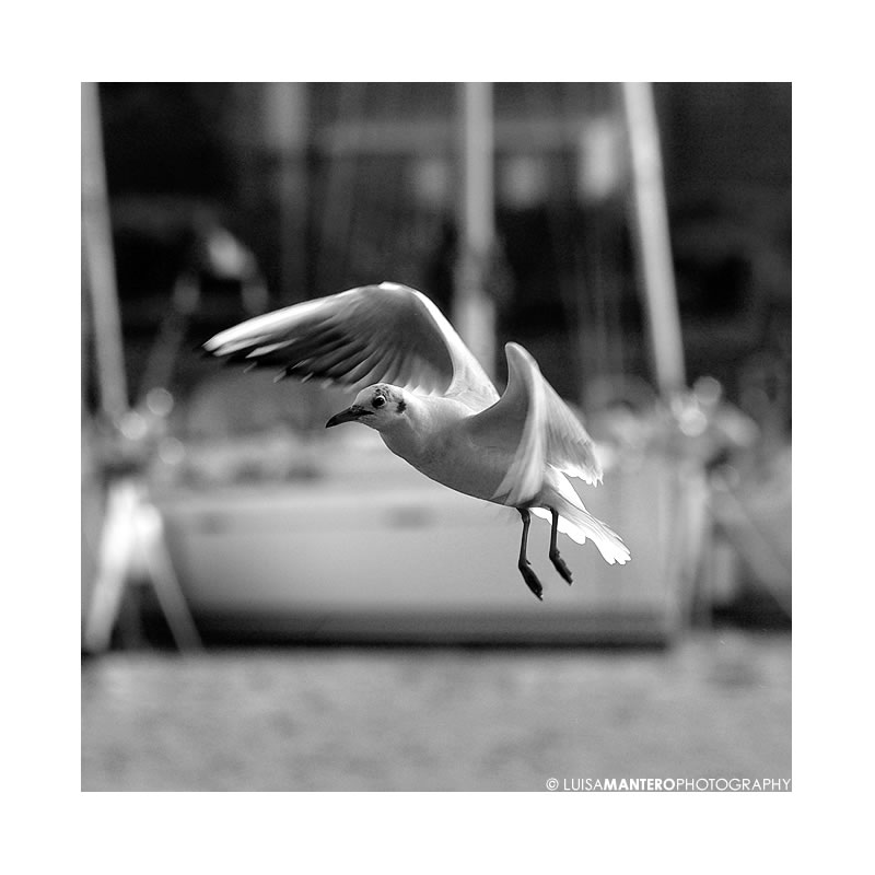 volo_b&w