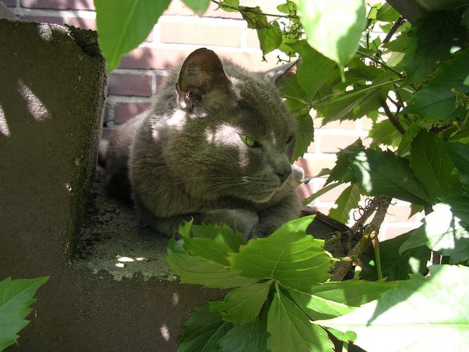 Volosko auf der Treppe