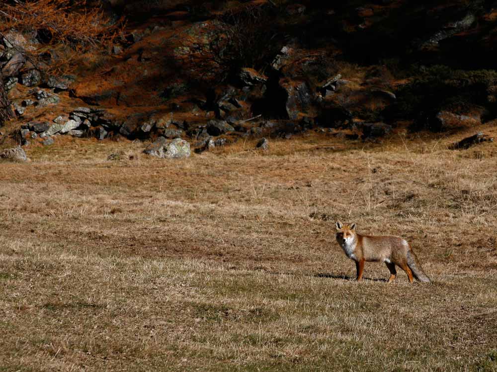 Volpe nel Parco del Gran Paradiso 2