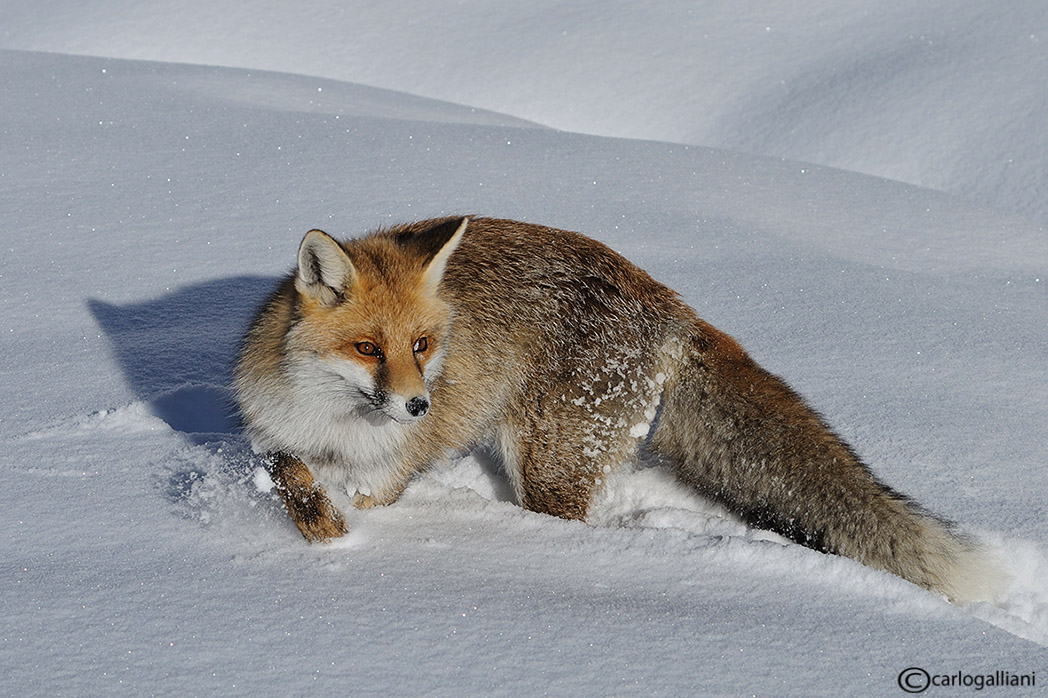 Volpe nella neve