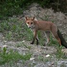 Volpe rossa (Vulpes Vulpes)