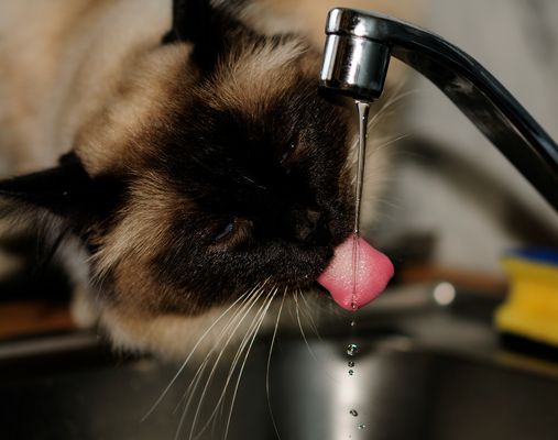 Voltaire direkt an der Quelle