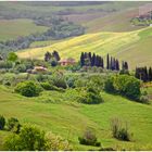 Volterra