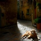 Volterra, Hund