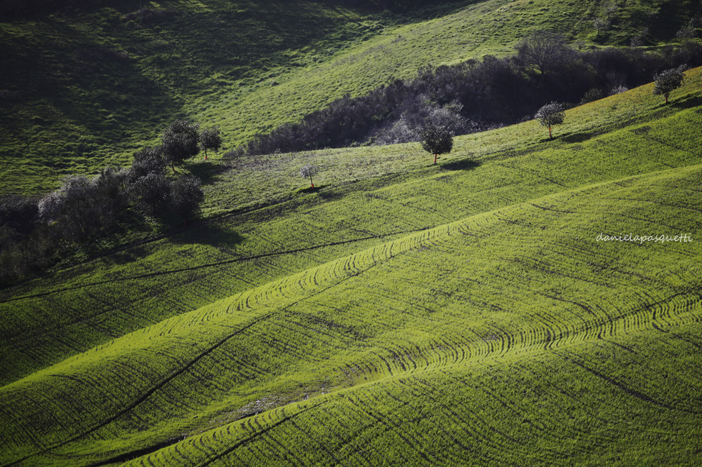 Volterra_2