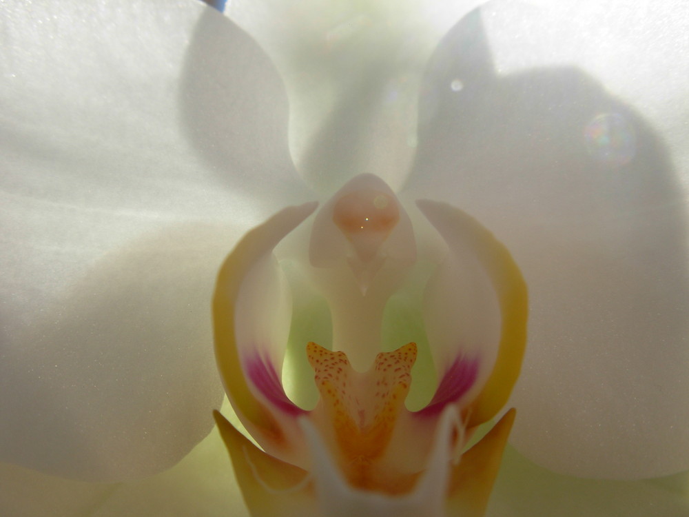 volto d' orchidea