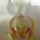 volto d' orchidea