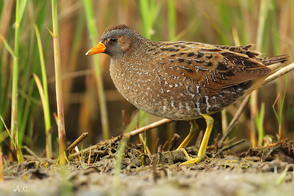 Voltolino ( Porzana porzana )