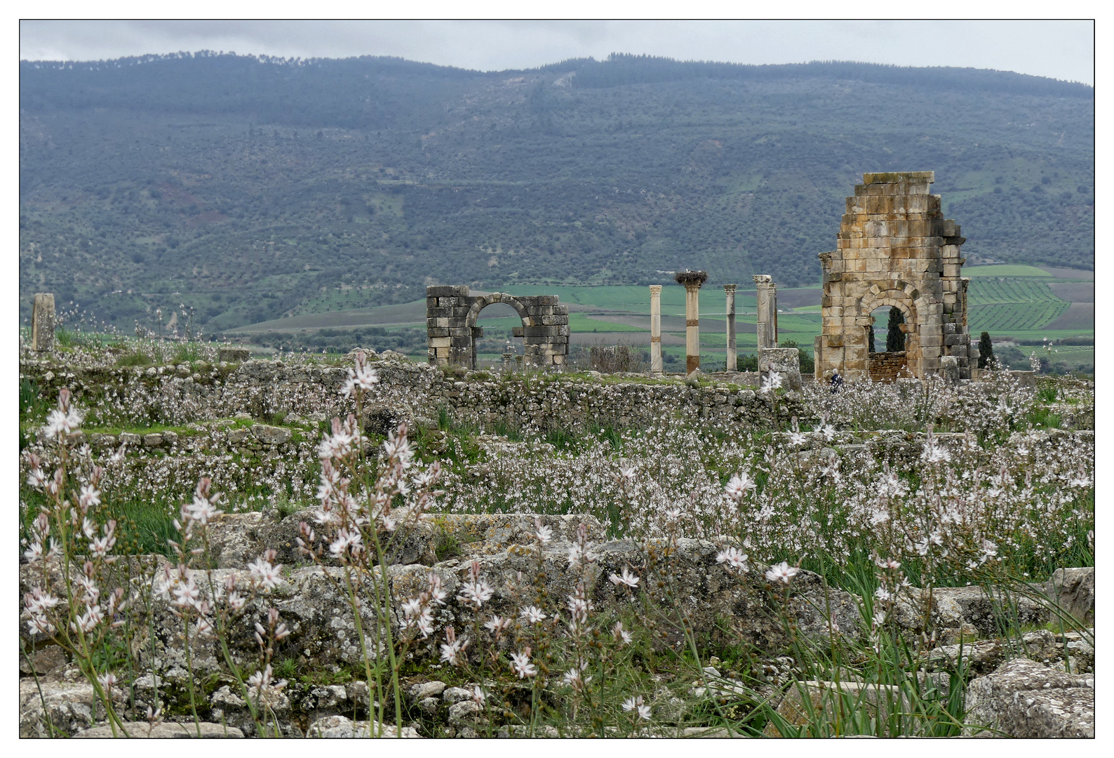 Volubilis 3