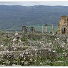 Volubilis 3