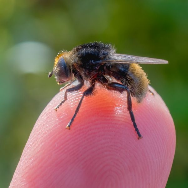 volucella Bombylans_