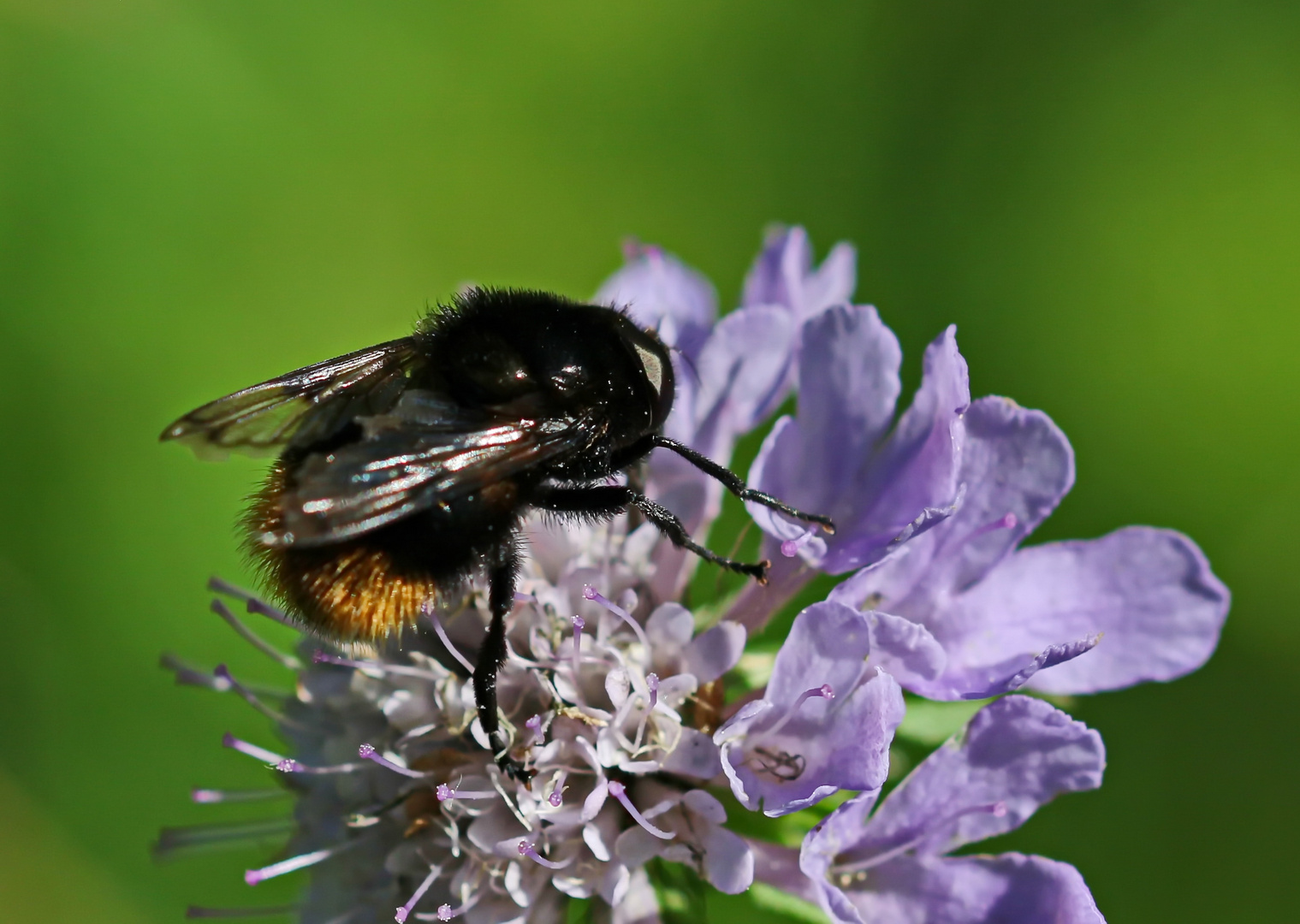 Volucella bombylans Nr.1