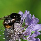 Volucella bombylans Nr.1