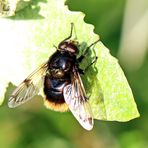 Volucella bombylans Nr.2