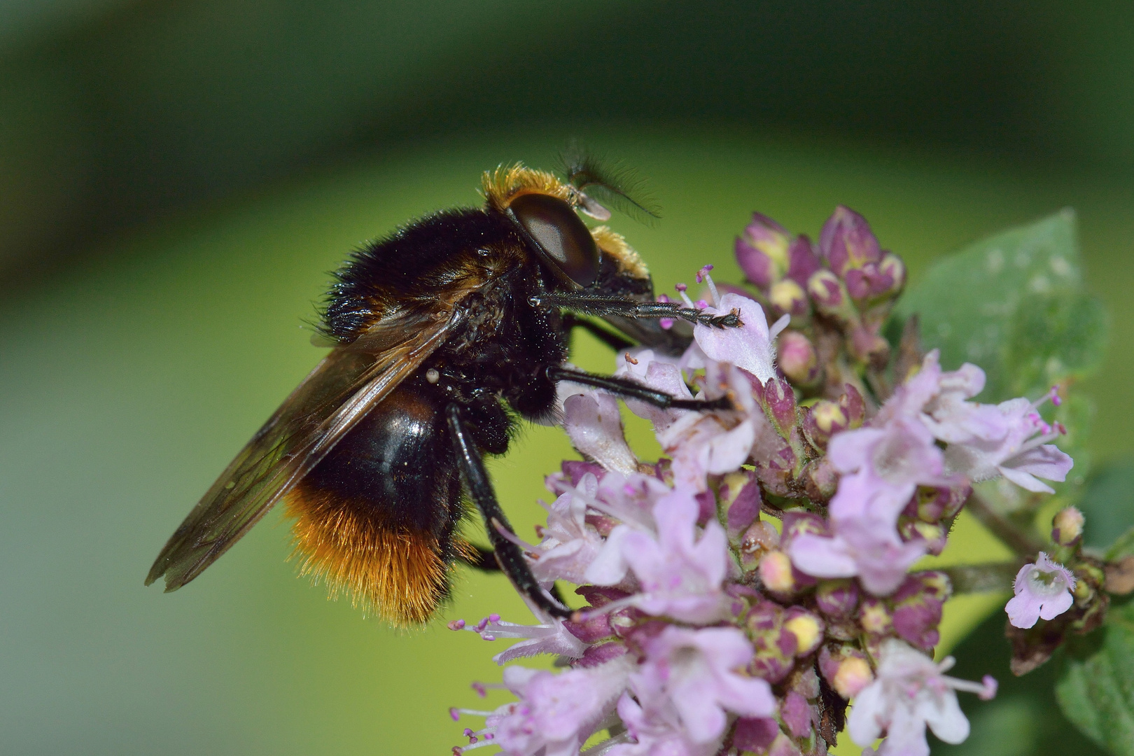 Volucella bombylans var. bombylans, Hummel-Waldschwebfliege