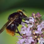 Volucella bombylans var. bombylans, Hummel-Waldschwebfliege