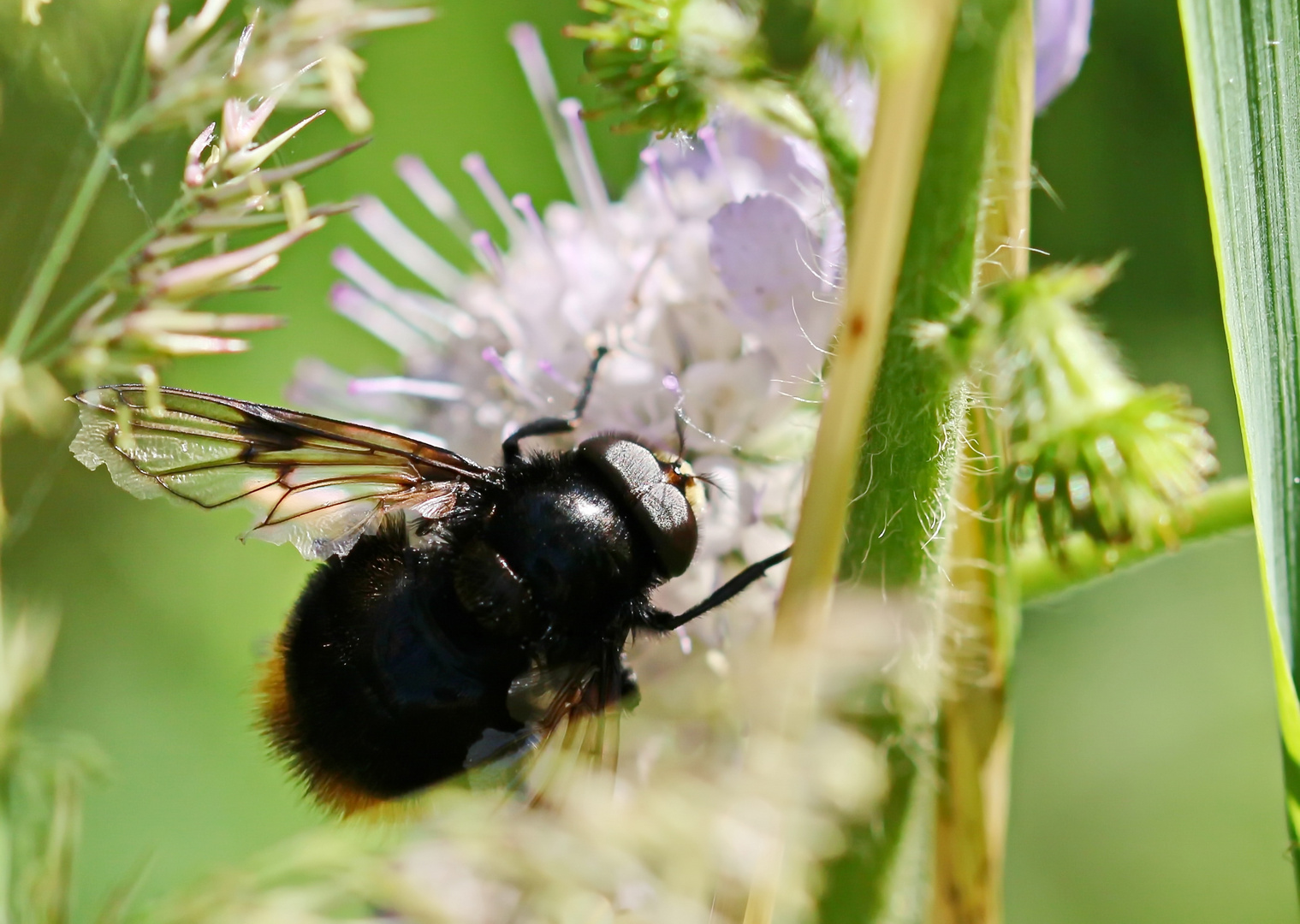 Volucella bombylans_m