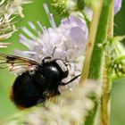 Volucella bombylans_m