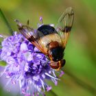 Volucella pellucens