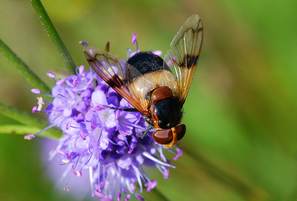 Volucella pellucens