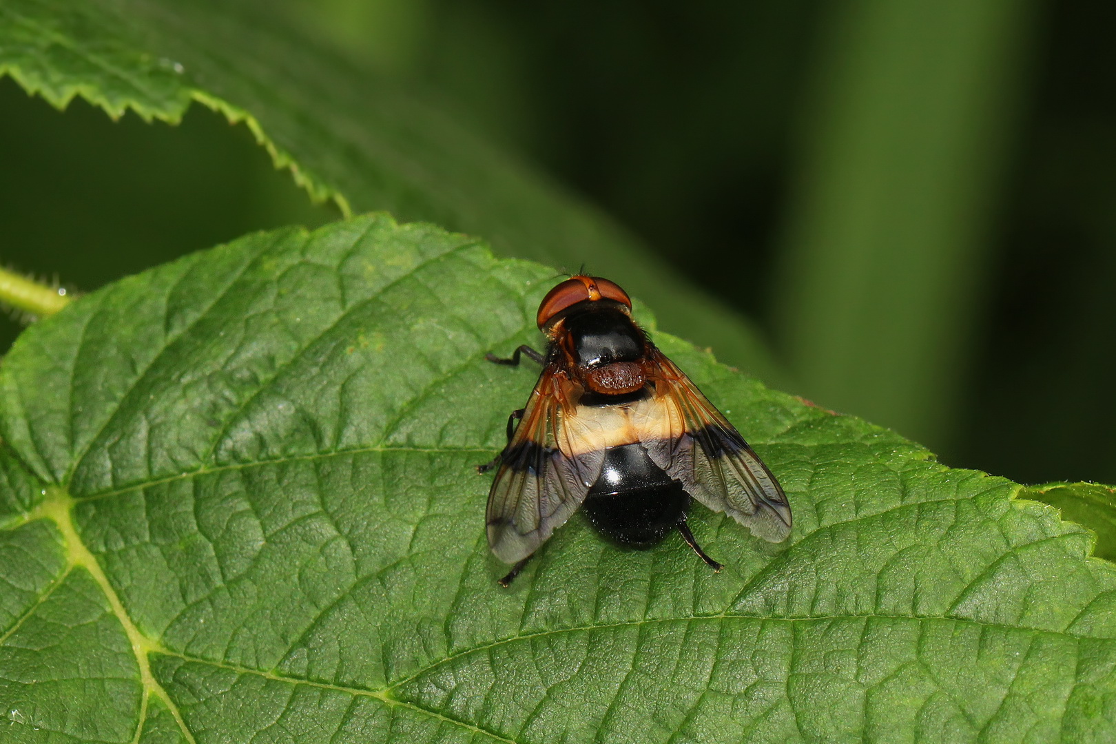 Volucella pellucens