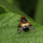 Volucella pellucens