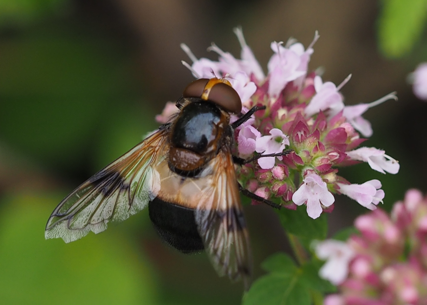 Volucella pellucens