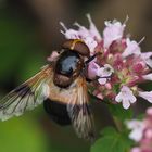 Volucella pellucens