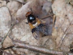 Volucella pellucens