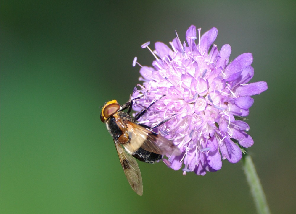 Volucella pellucens sur diamant violet...