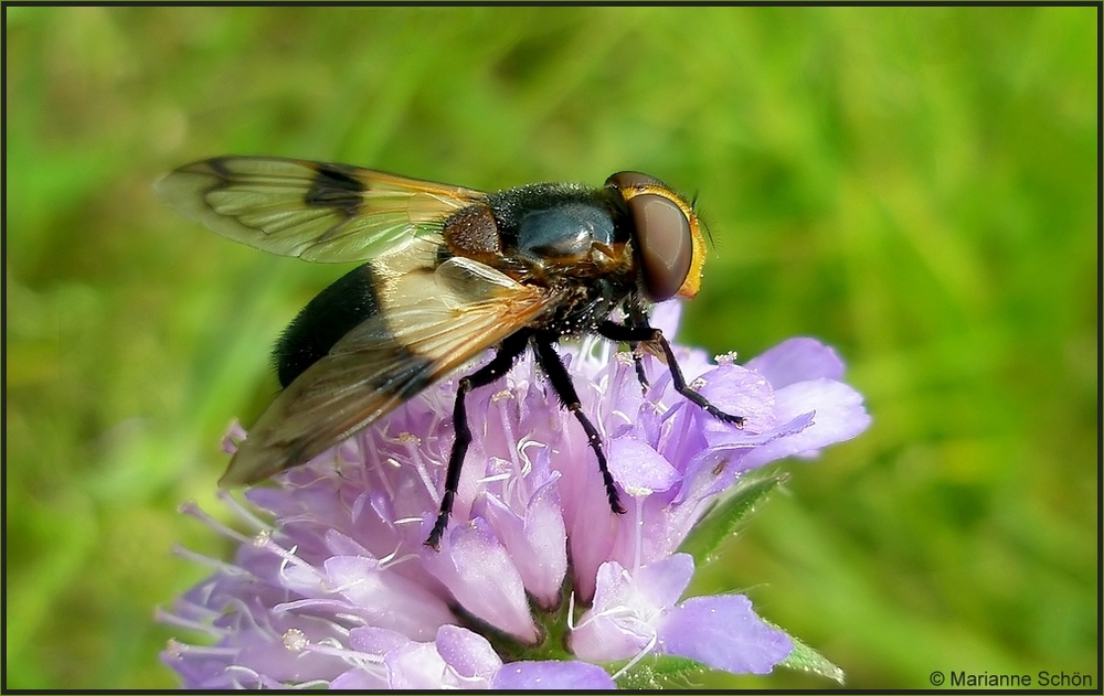 Volucella pellucents