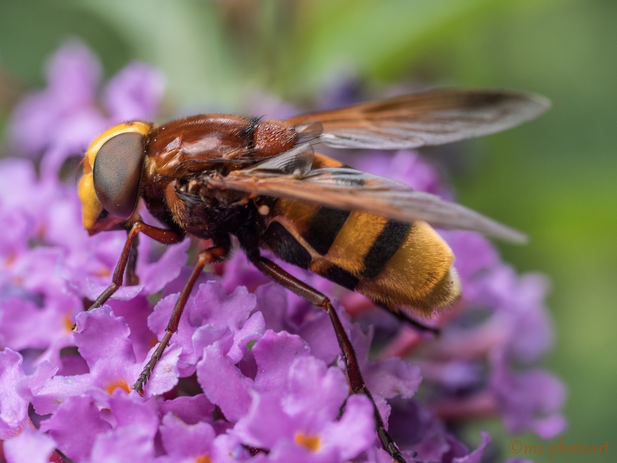 Volucella zonaria