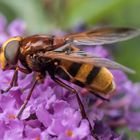 Volucella zonaria