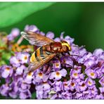 Volucella zonaria...