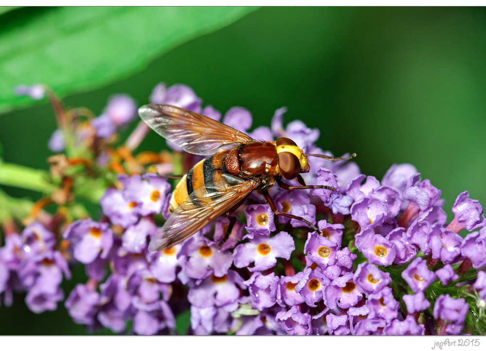 Volucella zonaria...