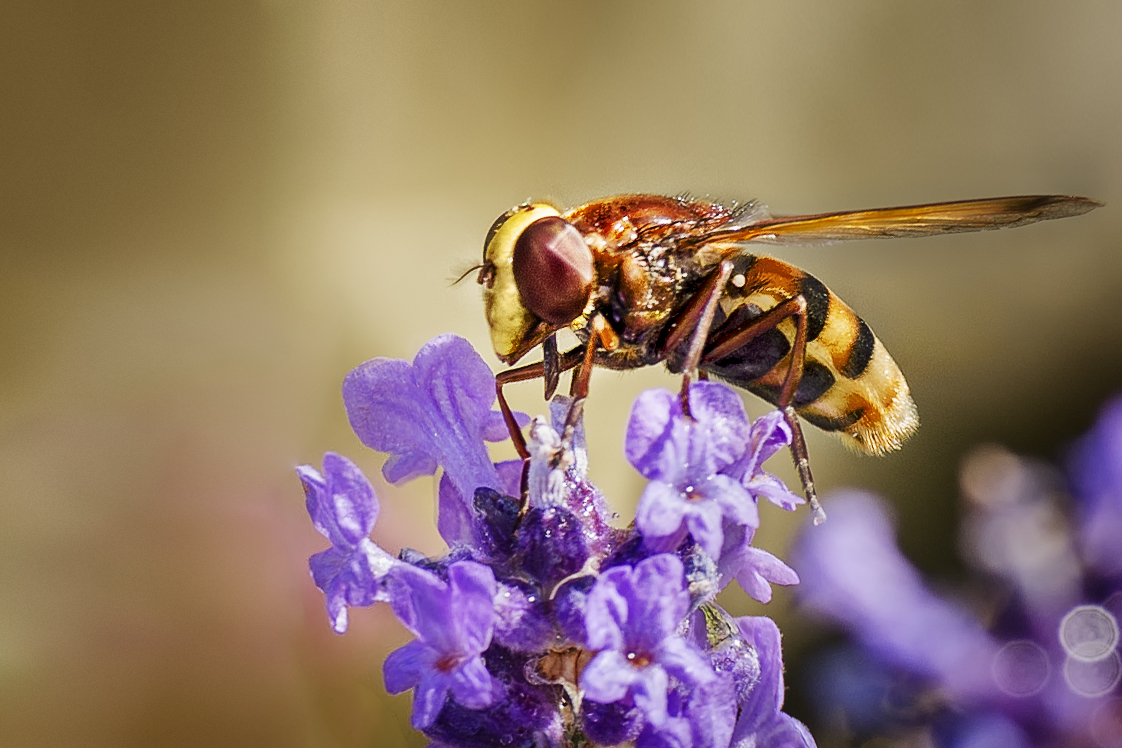 Volucella zonaria