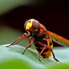 Volucella zonaria