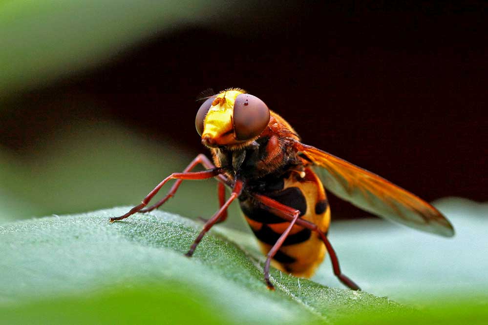 Volucella zonaria