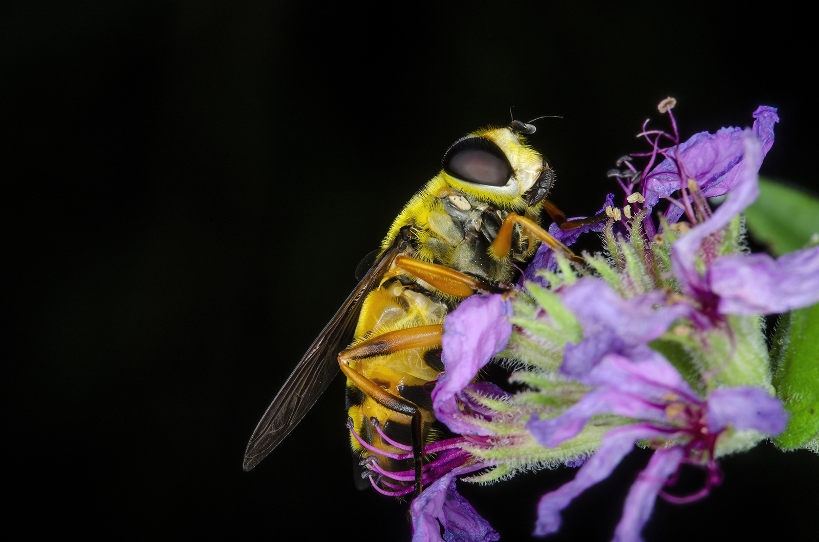 Volucella zonaria