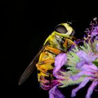 Volucella zonaria