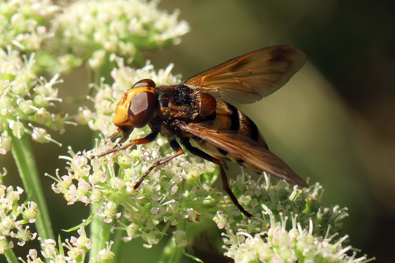 Volucella zonaria