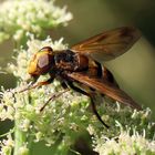 Volucella zonaria