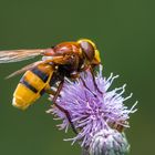 Volucella zonaria