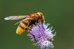 Volucella zonaria